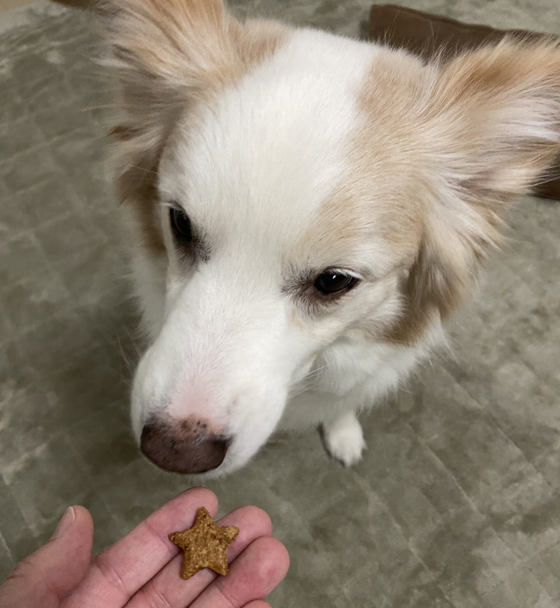 全粒粉の小麦粉を使って 犬用クッキーを手作りします ボーダーコリーは犬じゃない