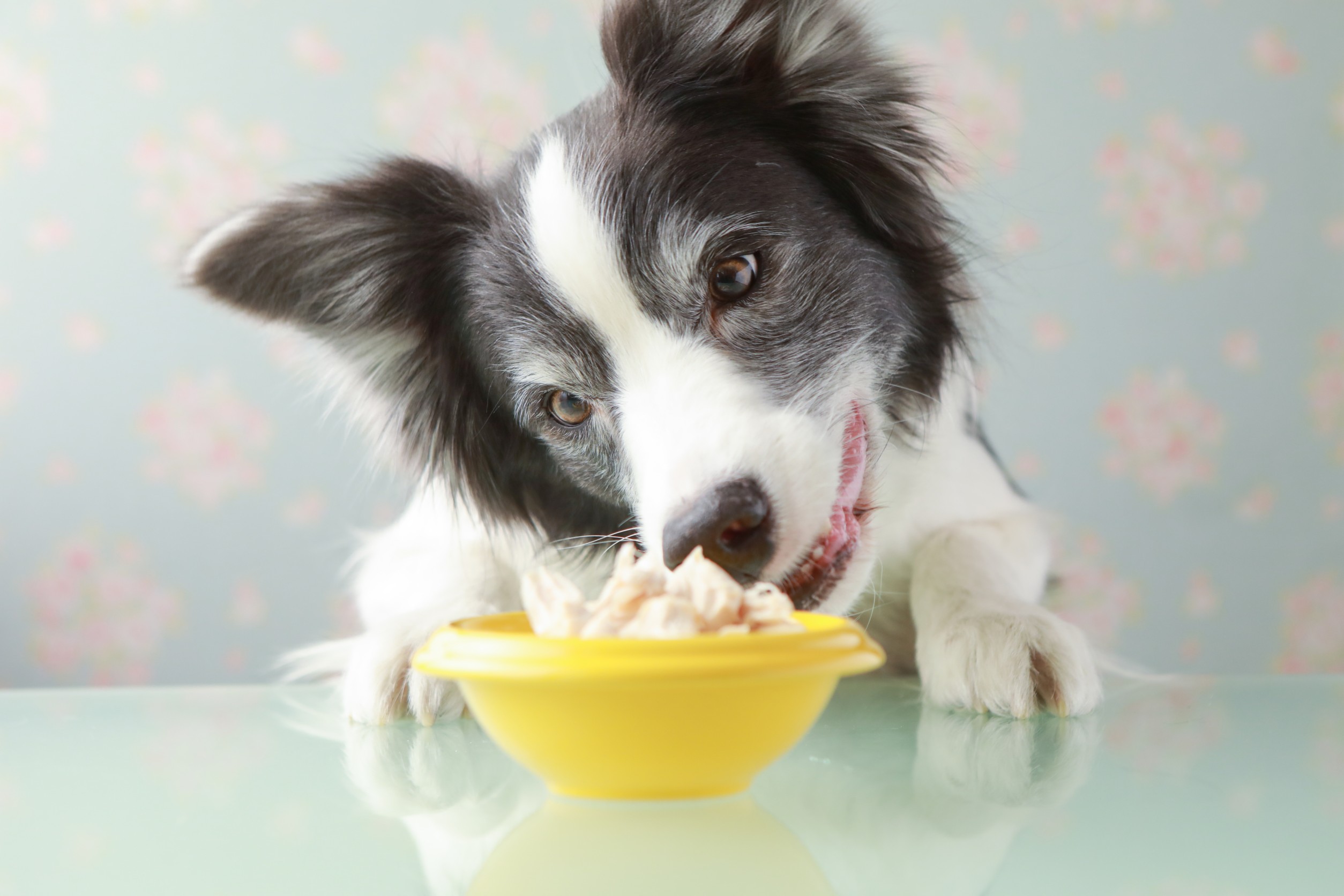 鶏むね肉と季節のお野菜の犬用手作りごはんを作り置き パクチートッピング ボーダーコリーは犬じゃない