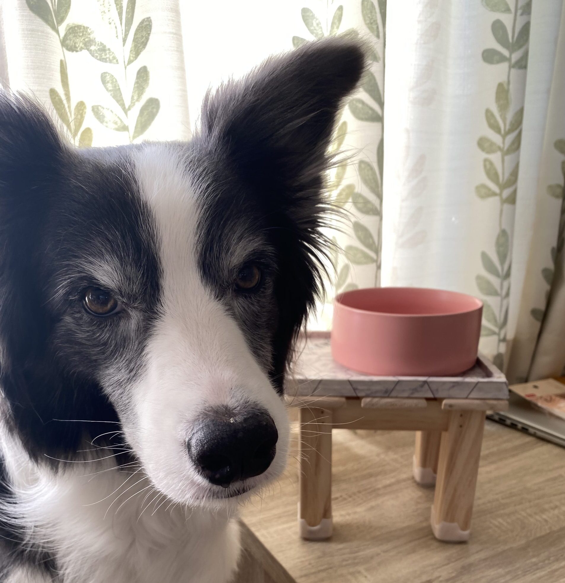 シニアになってからはフードボール床置きだと 食べにくそう 愛犬用食器台をホームセンター 100均の材料でdiyにチャレンジ ボーダーコリーは犬 じゃない